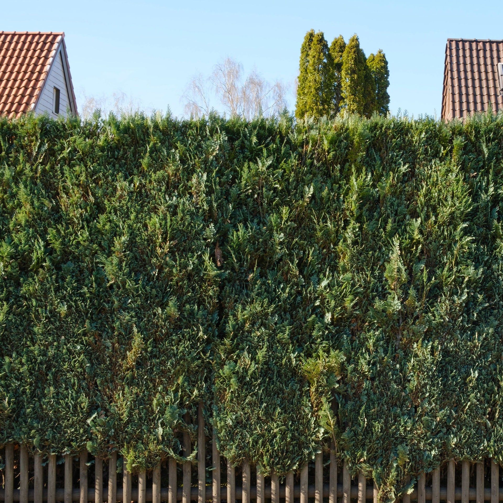 Die Hecke