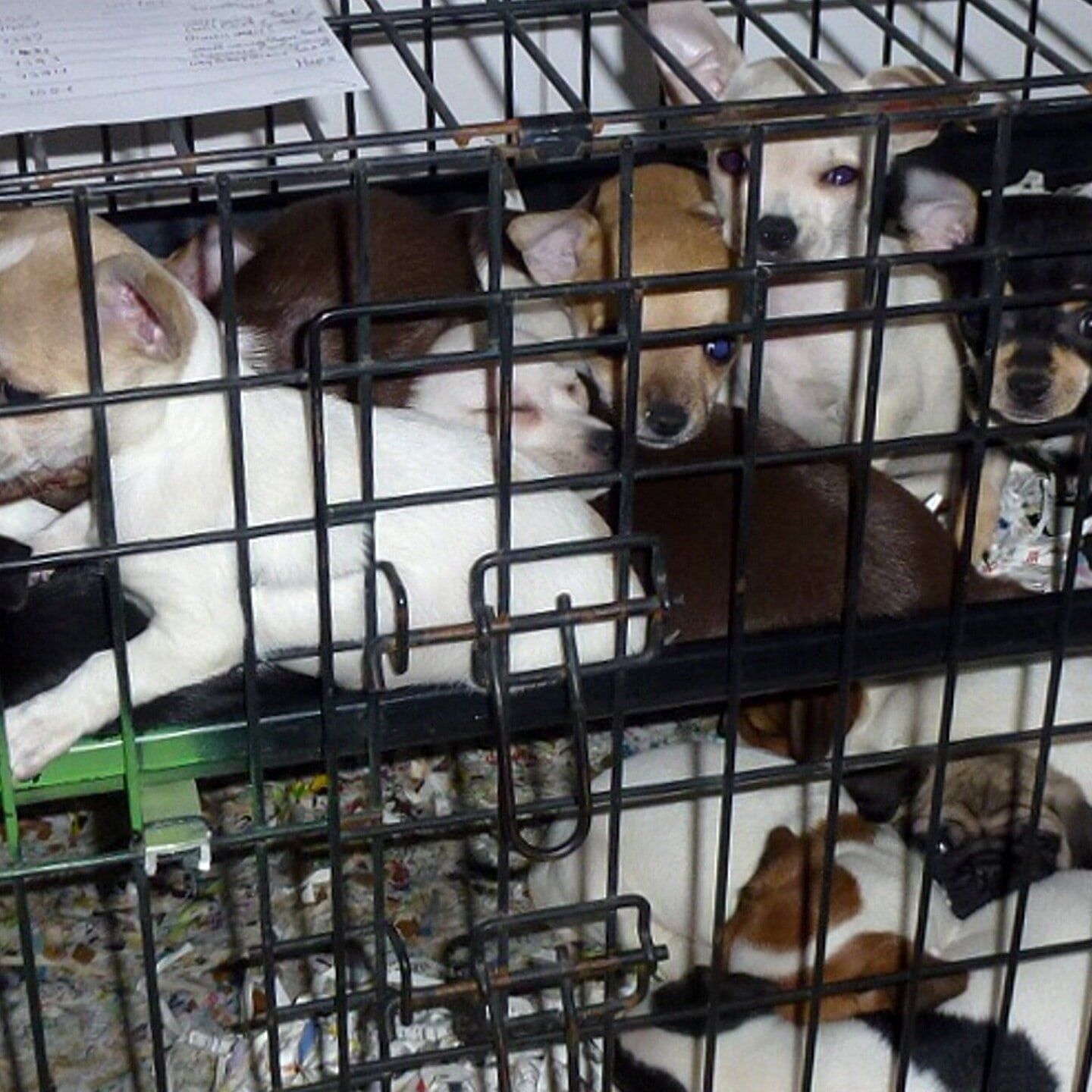 Die Hunde-Mafia an der kurzen Leine