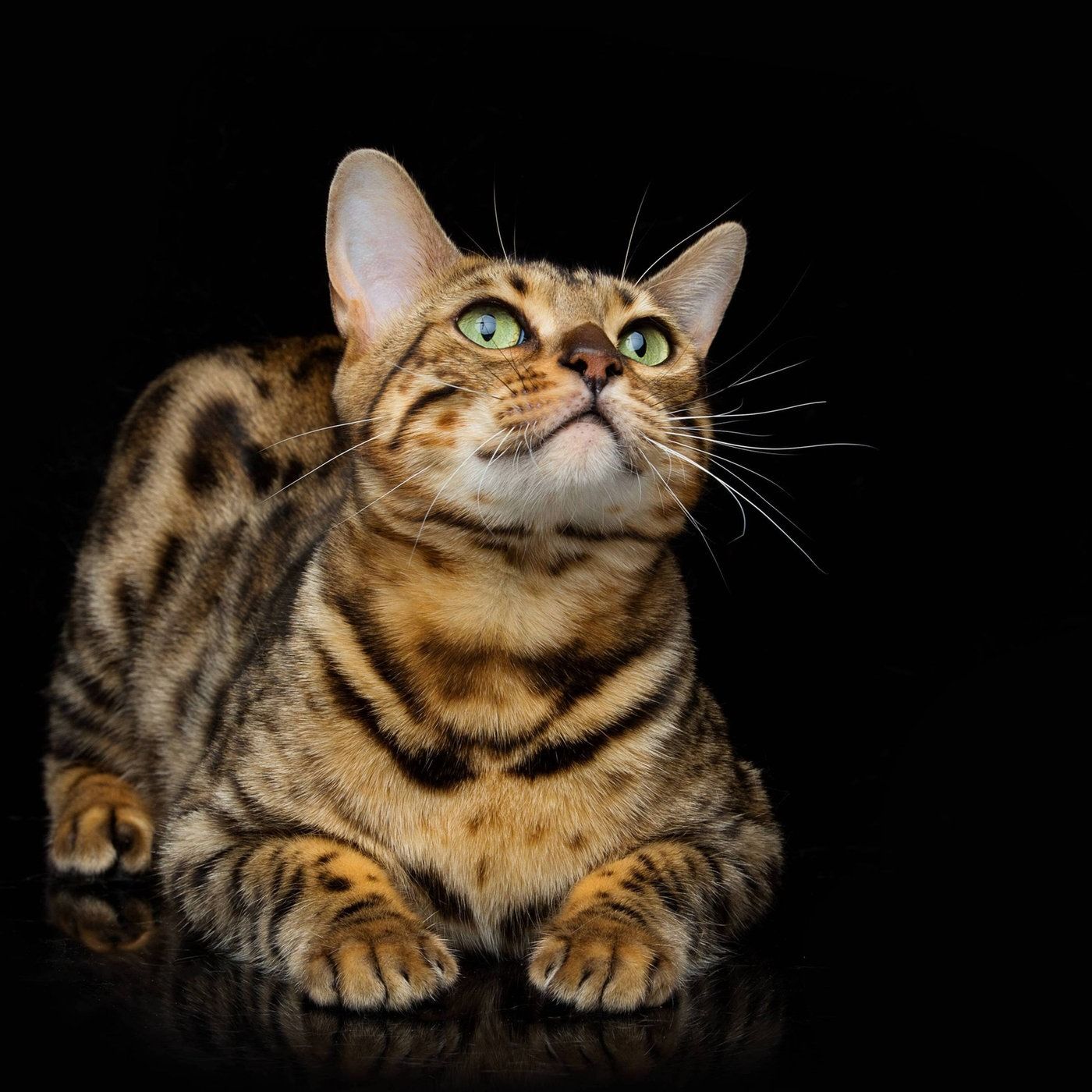 Die Katze in Religion und Mythologie