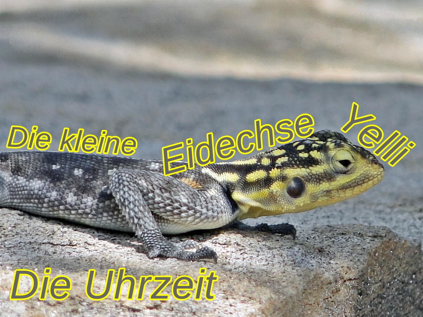 Die kleine Eidechse Yelli - Die Uhrzeit