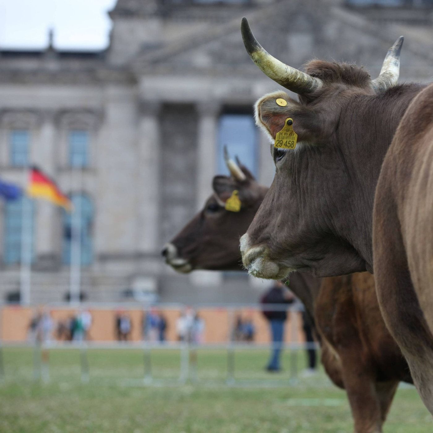 Die Kuh - Im Parlament der Dinge