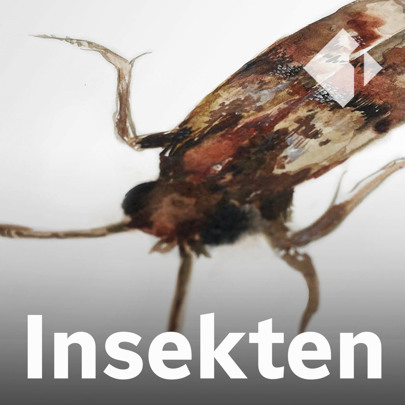 Die Lebensmittelmotte