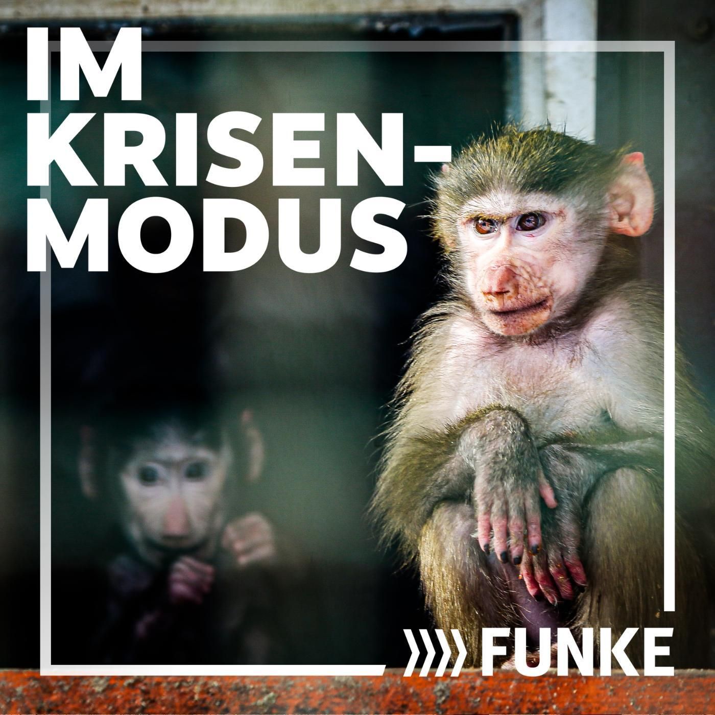 Die Leopardin, der Krieg und die Tierretter in Charkiw