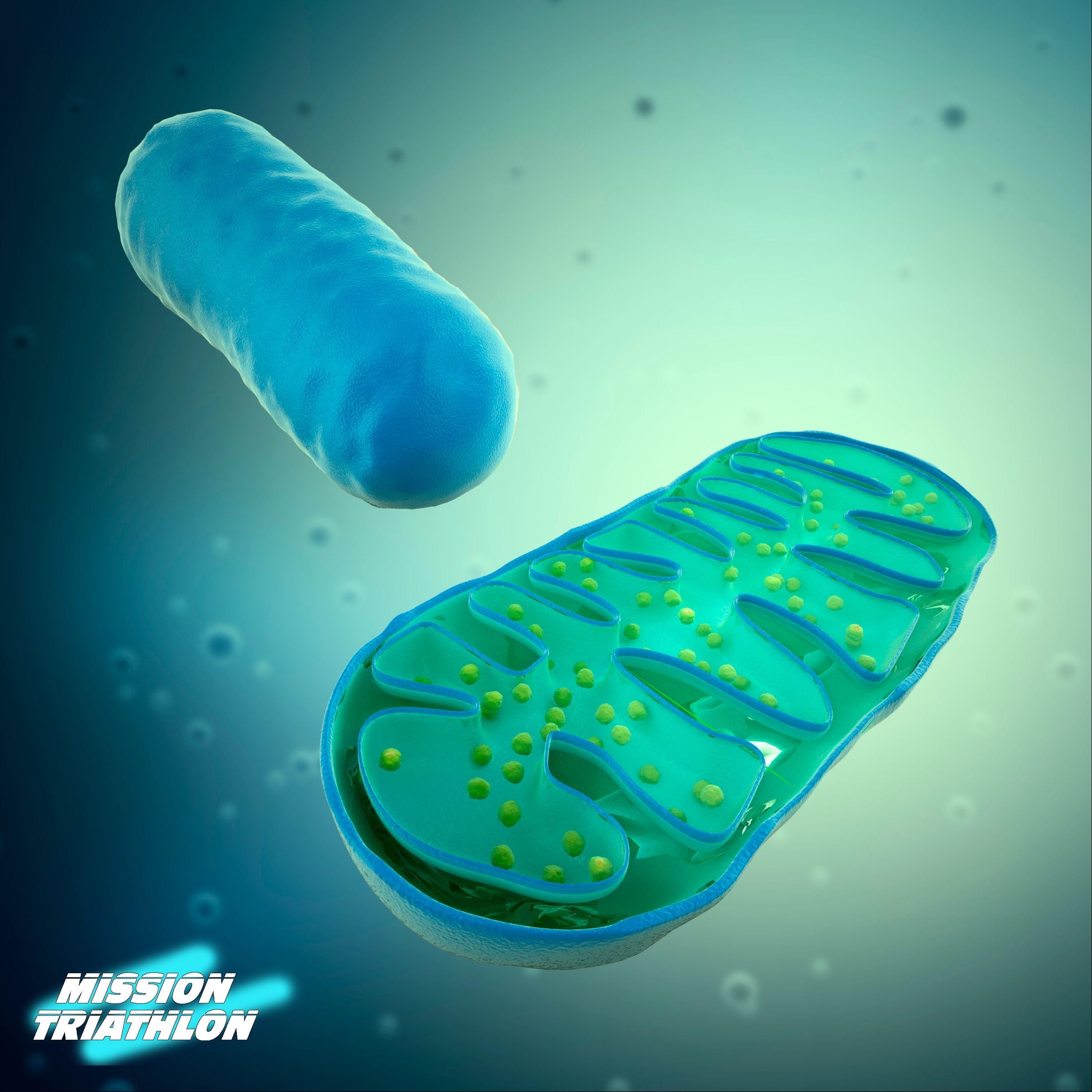 Die Mitochondrien - Unsere Kraftwerke erklärt - MTP Folge 142