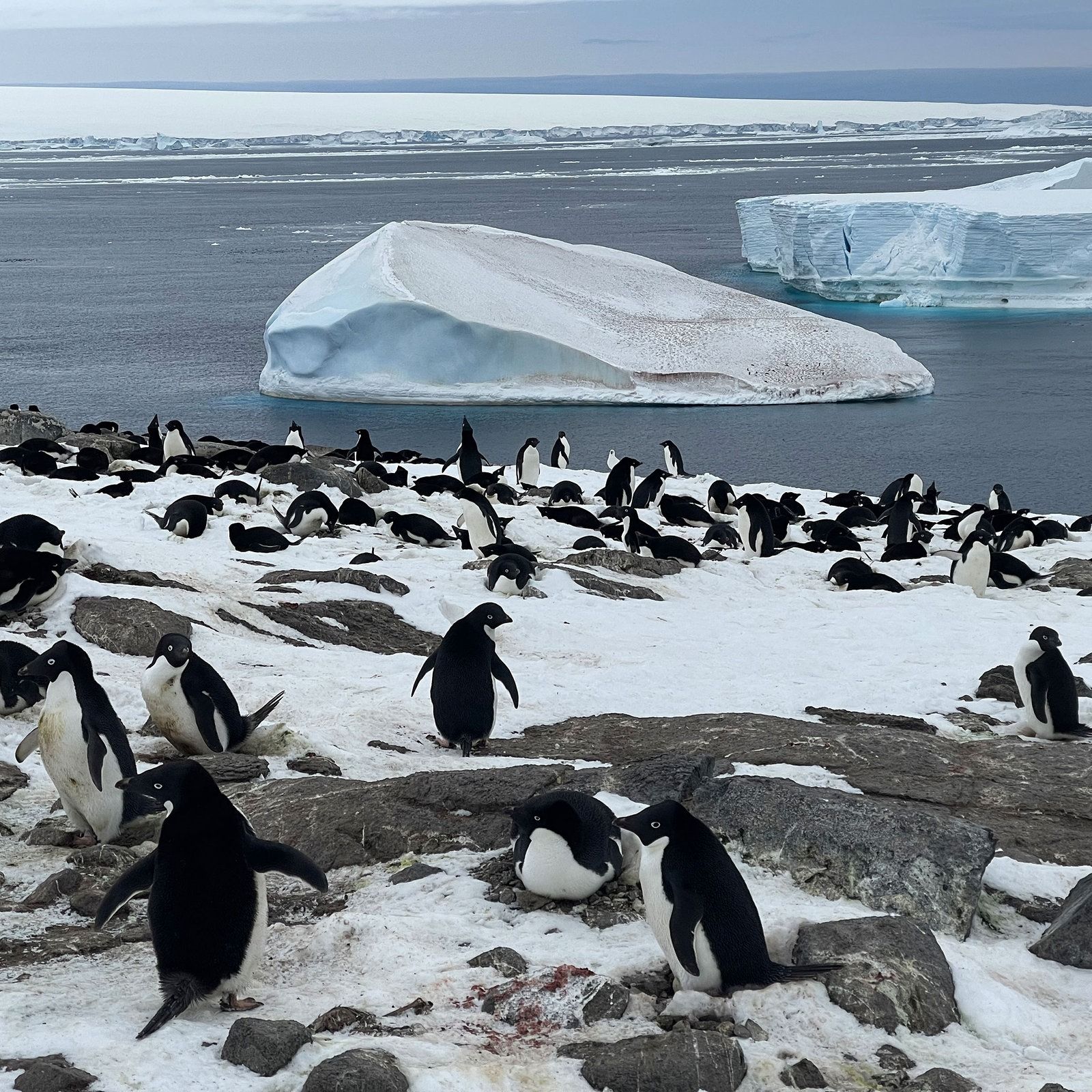 Die Pinguine des Umweltbundesamtes