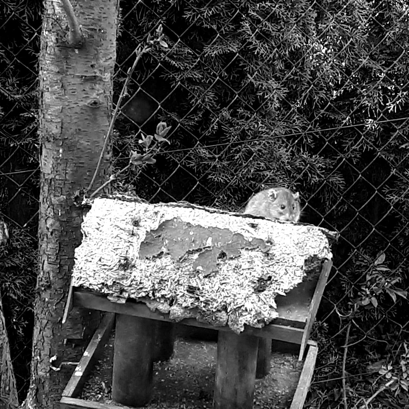 Die Rache der Ratte!