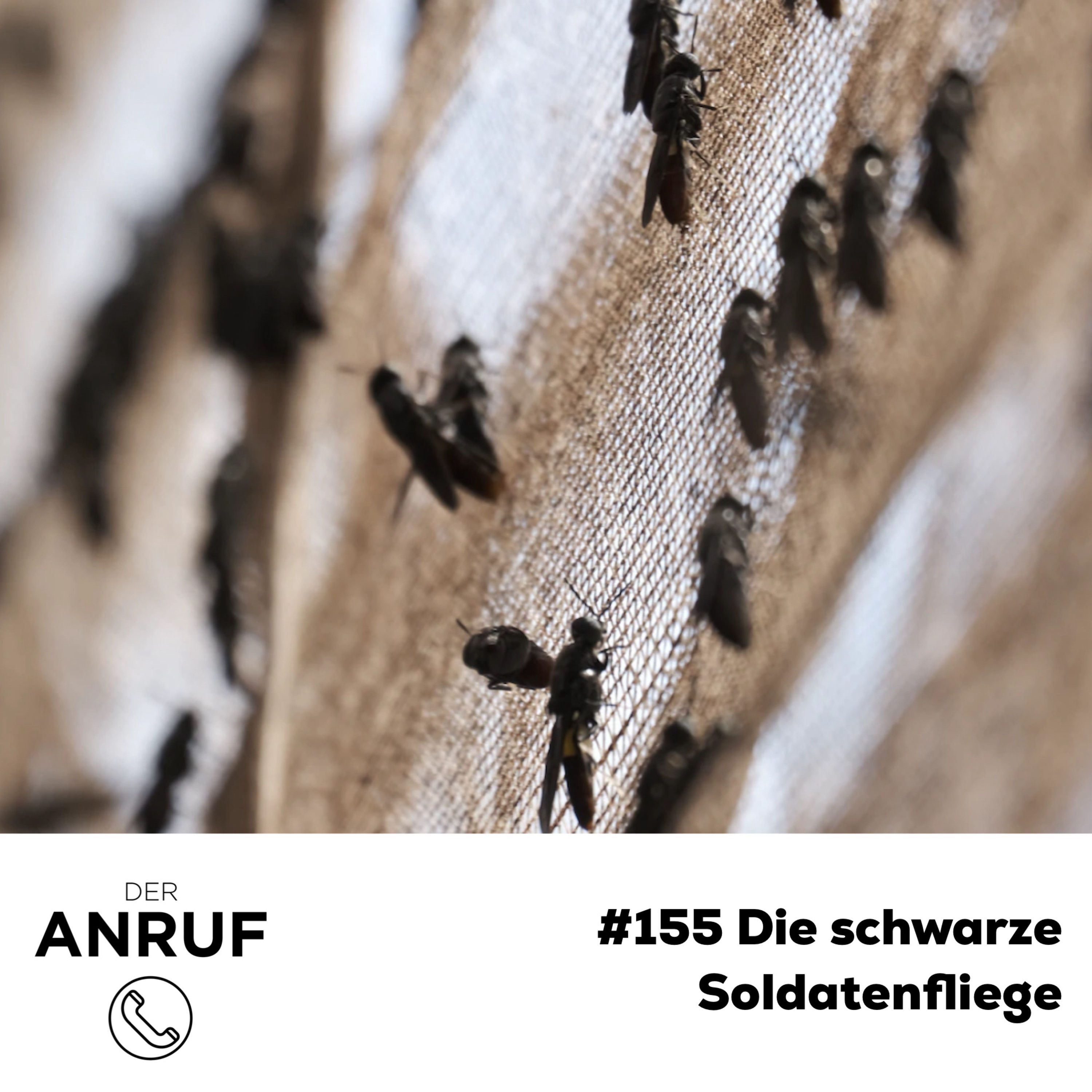 Die schwarze Soldatenfliege
