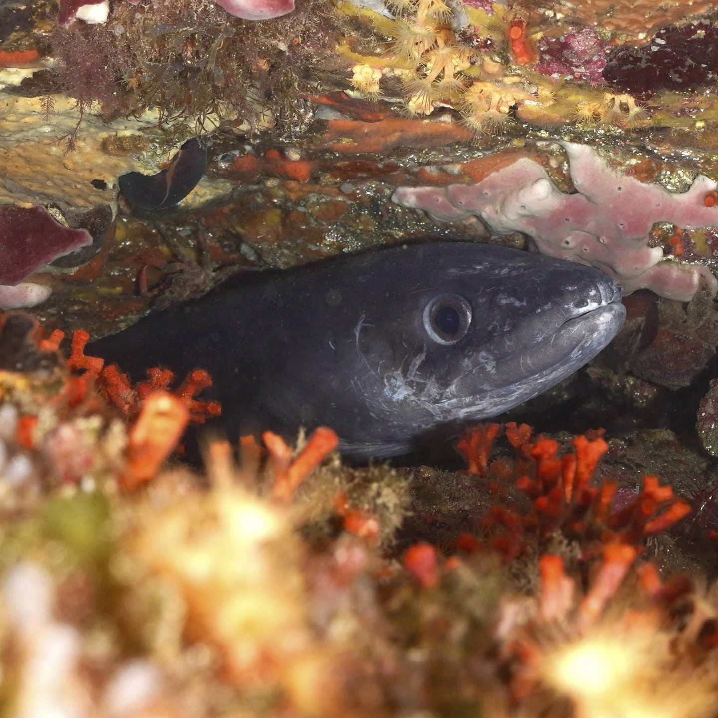 Die Tierdocs: Aal spricht Fremdsprache