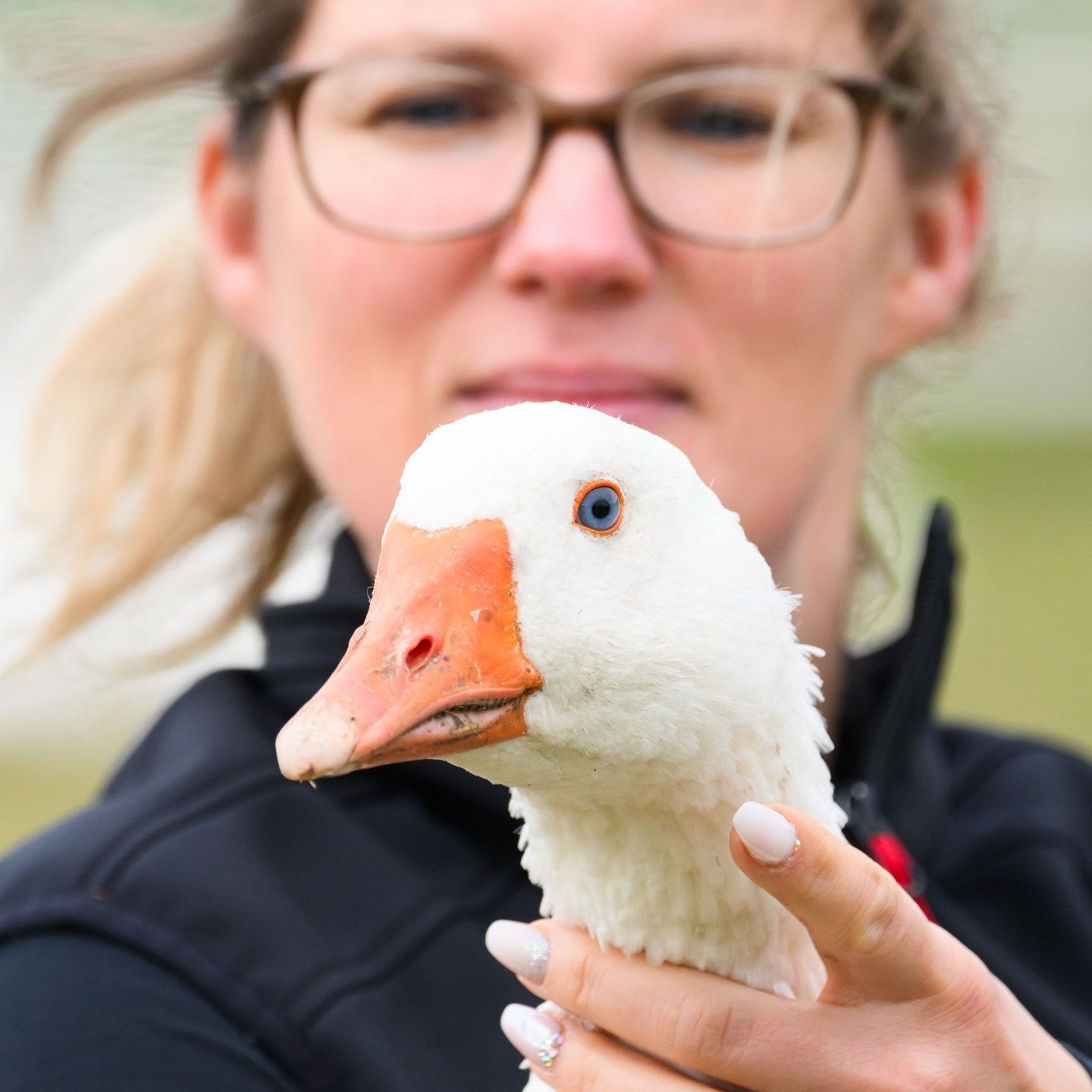 Die Tierdocs: Achtsame Gans