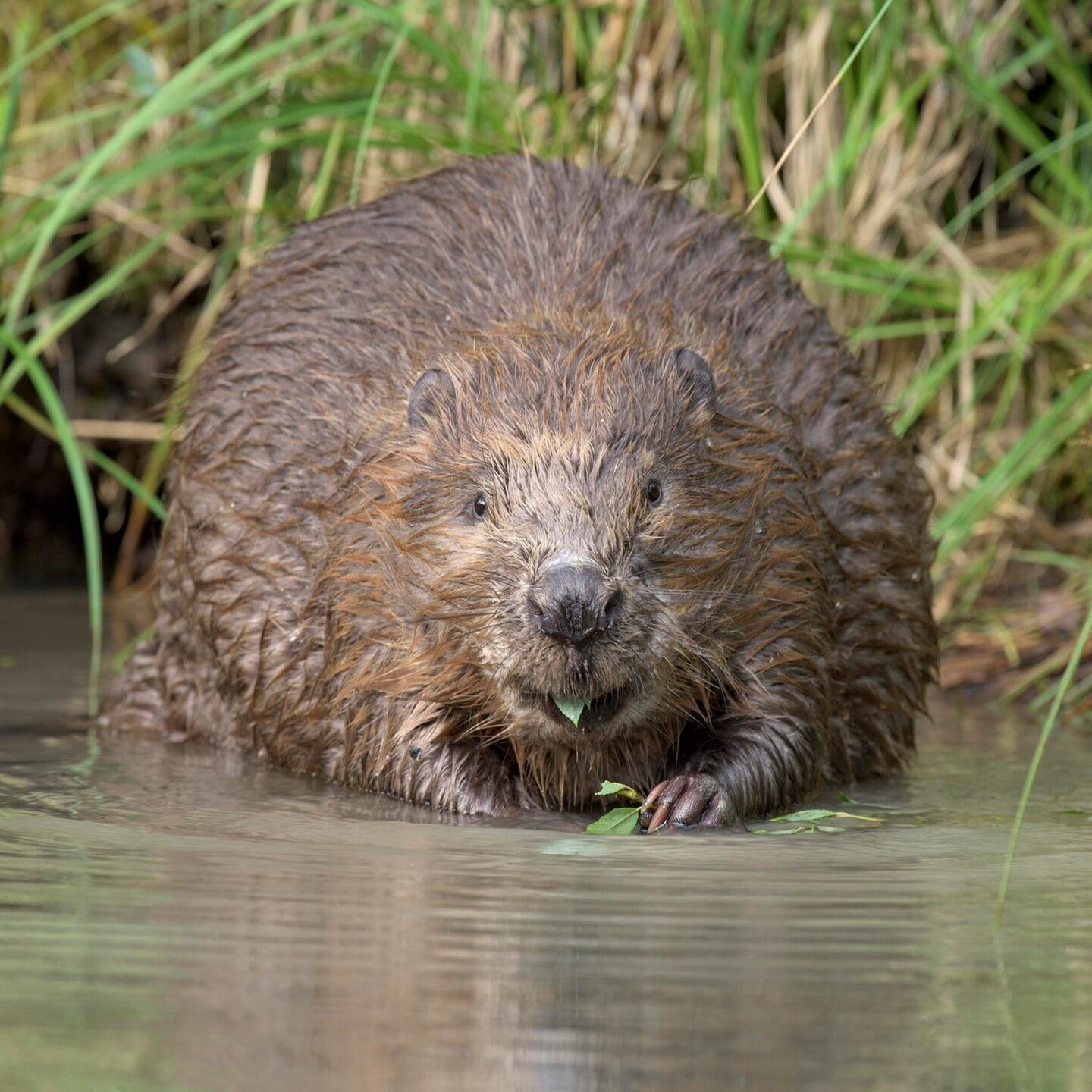 Die Tierdocs: Biber zaubert