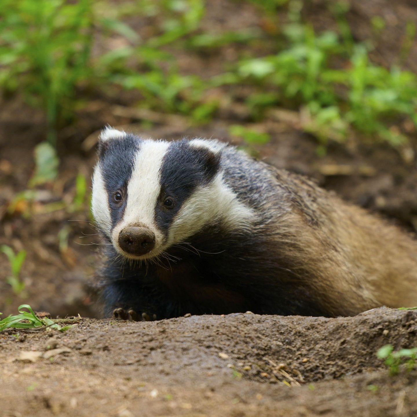 Die Tierdocs: Dachs auf Baustelle