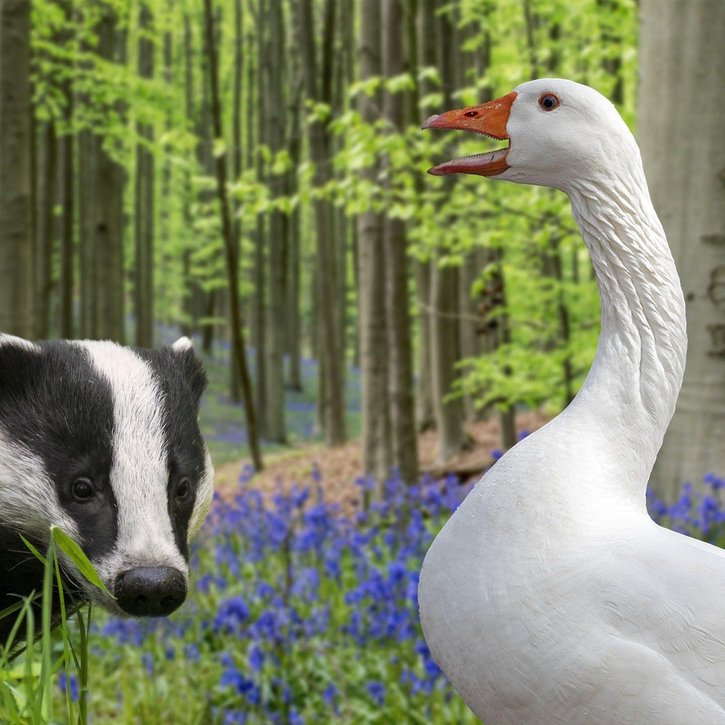 Die Tierdocs: Dachs und Gans bewegen sich nicht