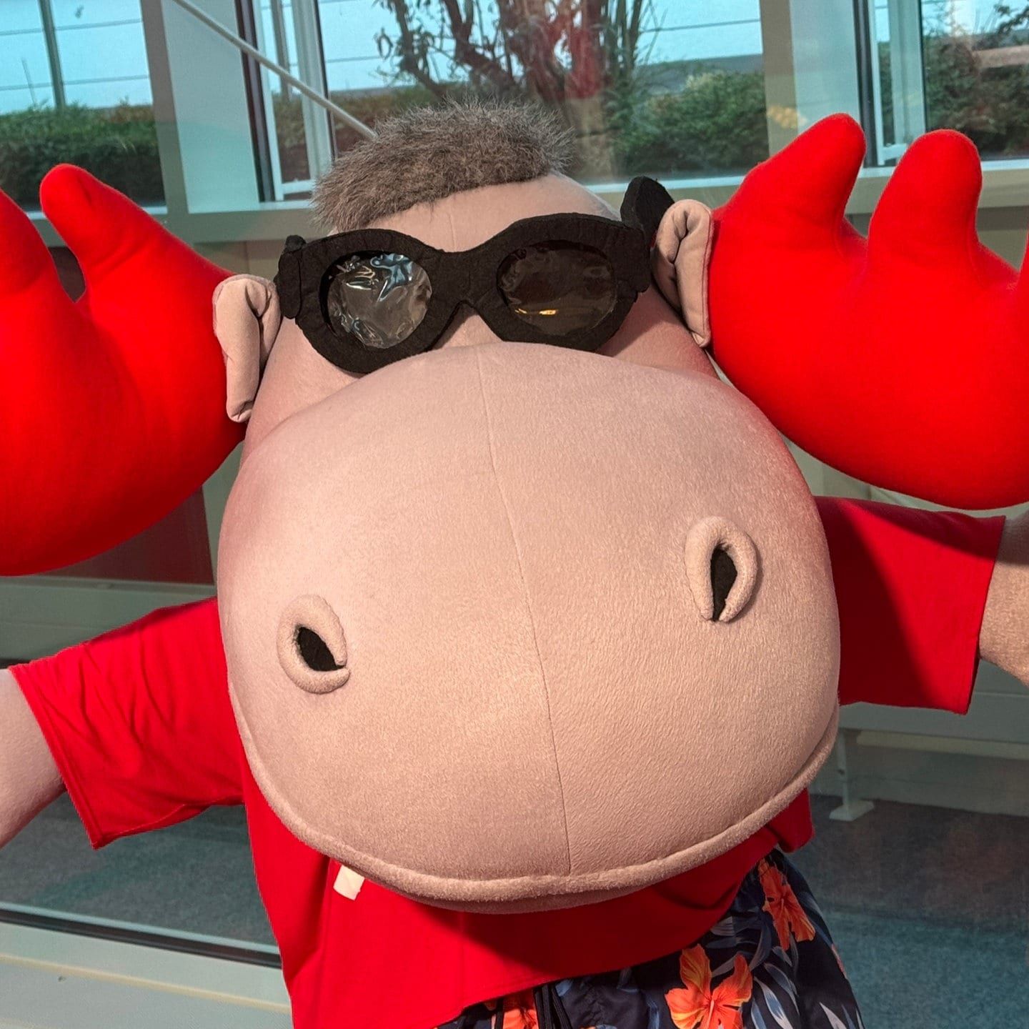 Die Tierdocs: Elch strahlt