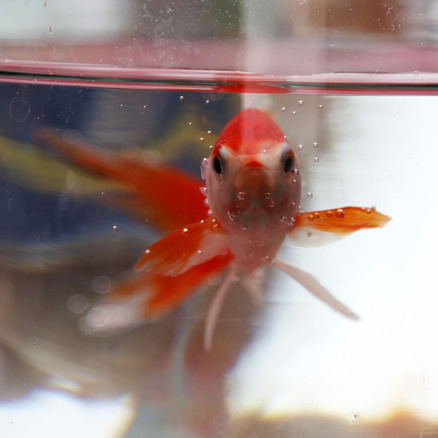 Die Tierdocs: Fisch ist bewaffnet