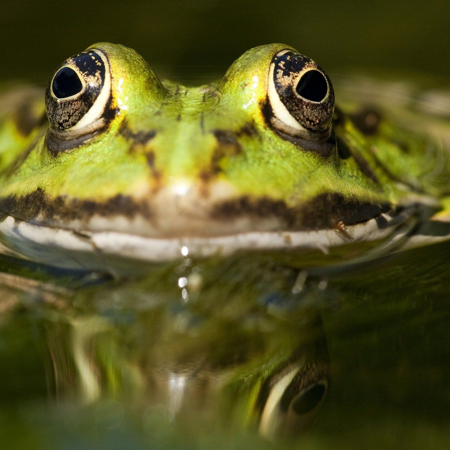 Die Tierdocs: Frosch ist kalt