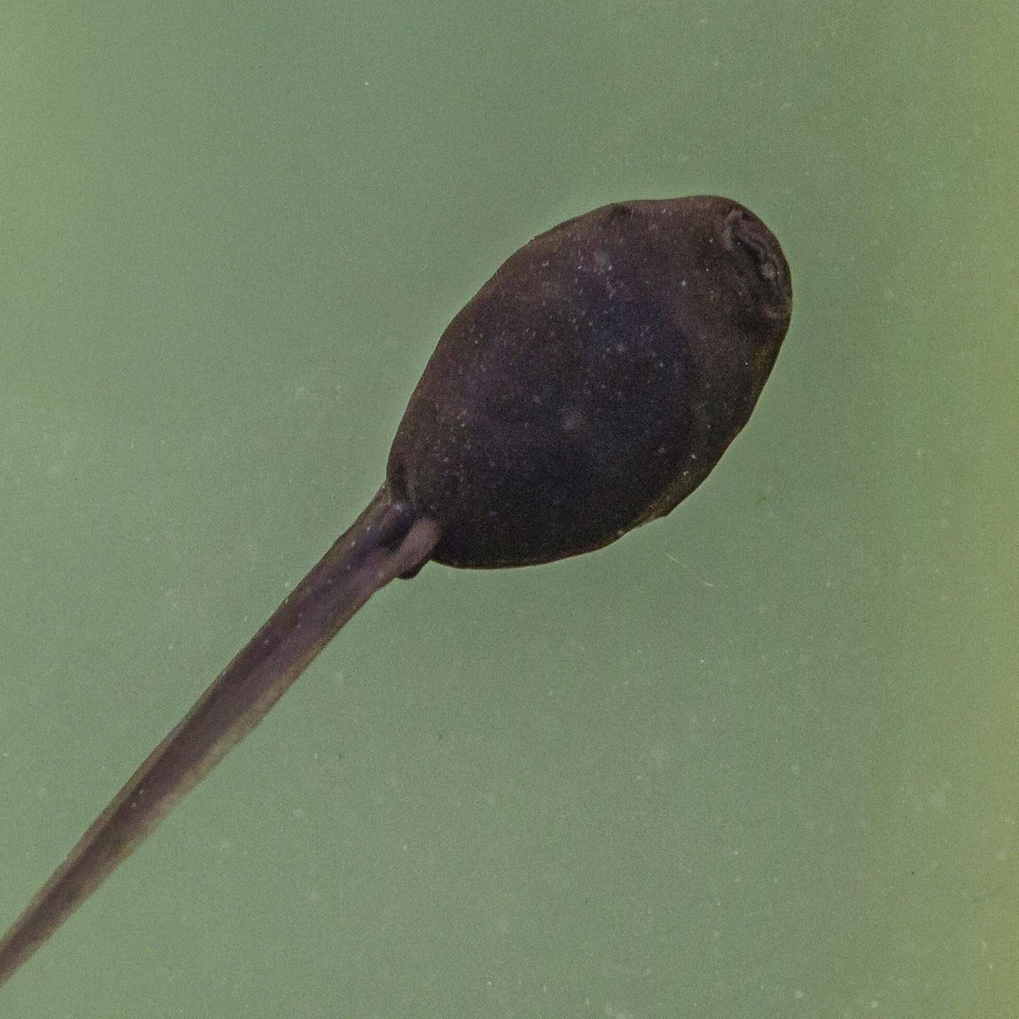 Die Tierdocs: Froschbaby jammert