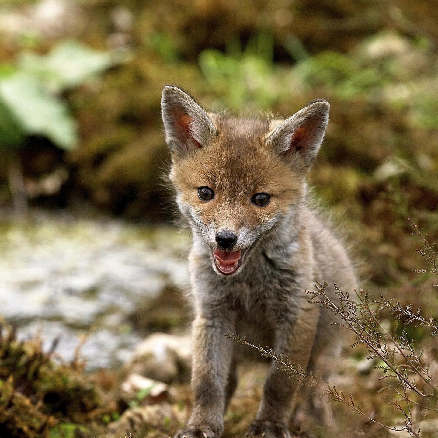 Die Tierdocs: Fuchs ist bewaffnet