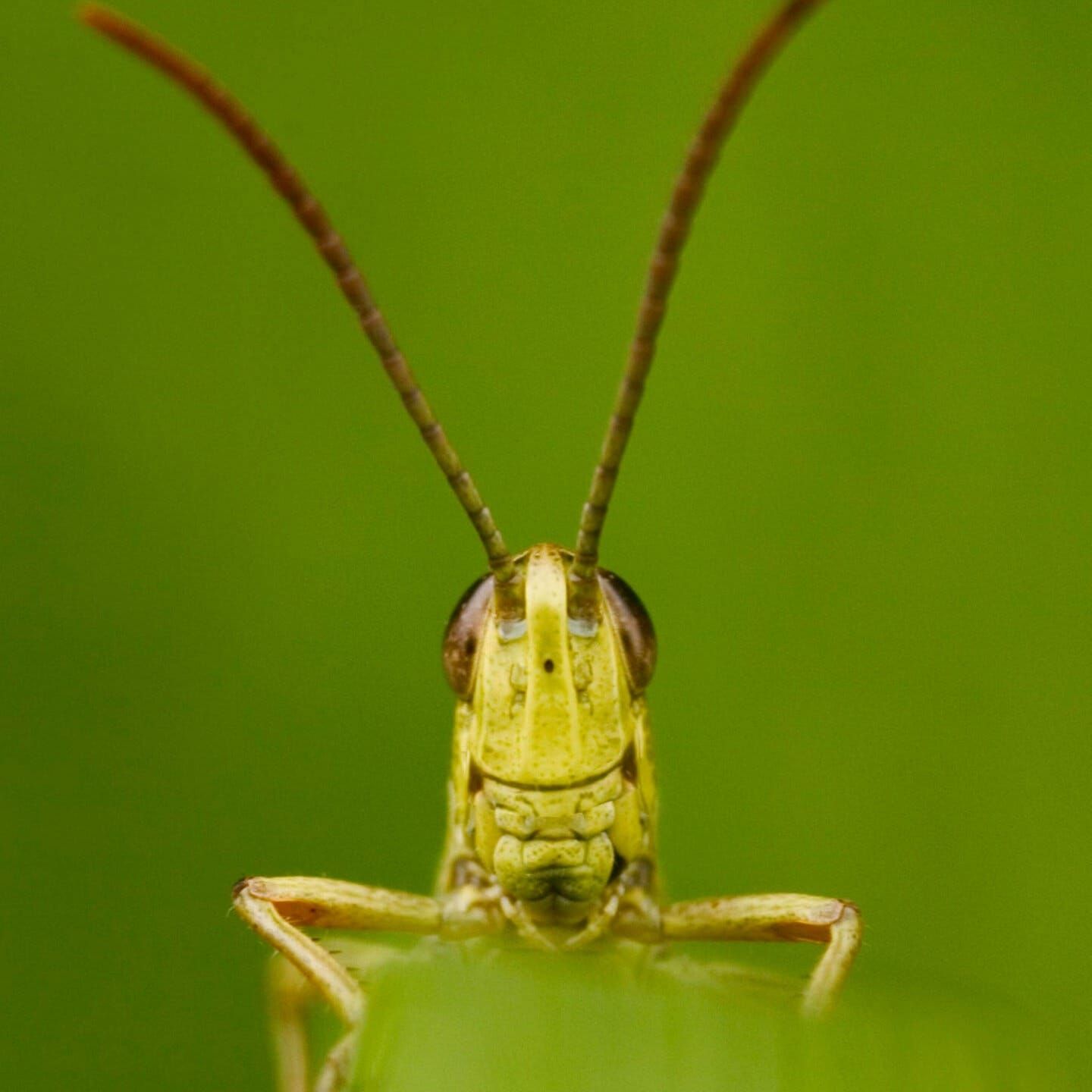 Die Tierdocs: Grashüpfer ist glücklich