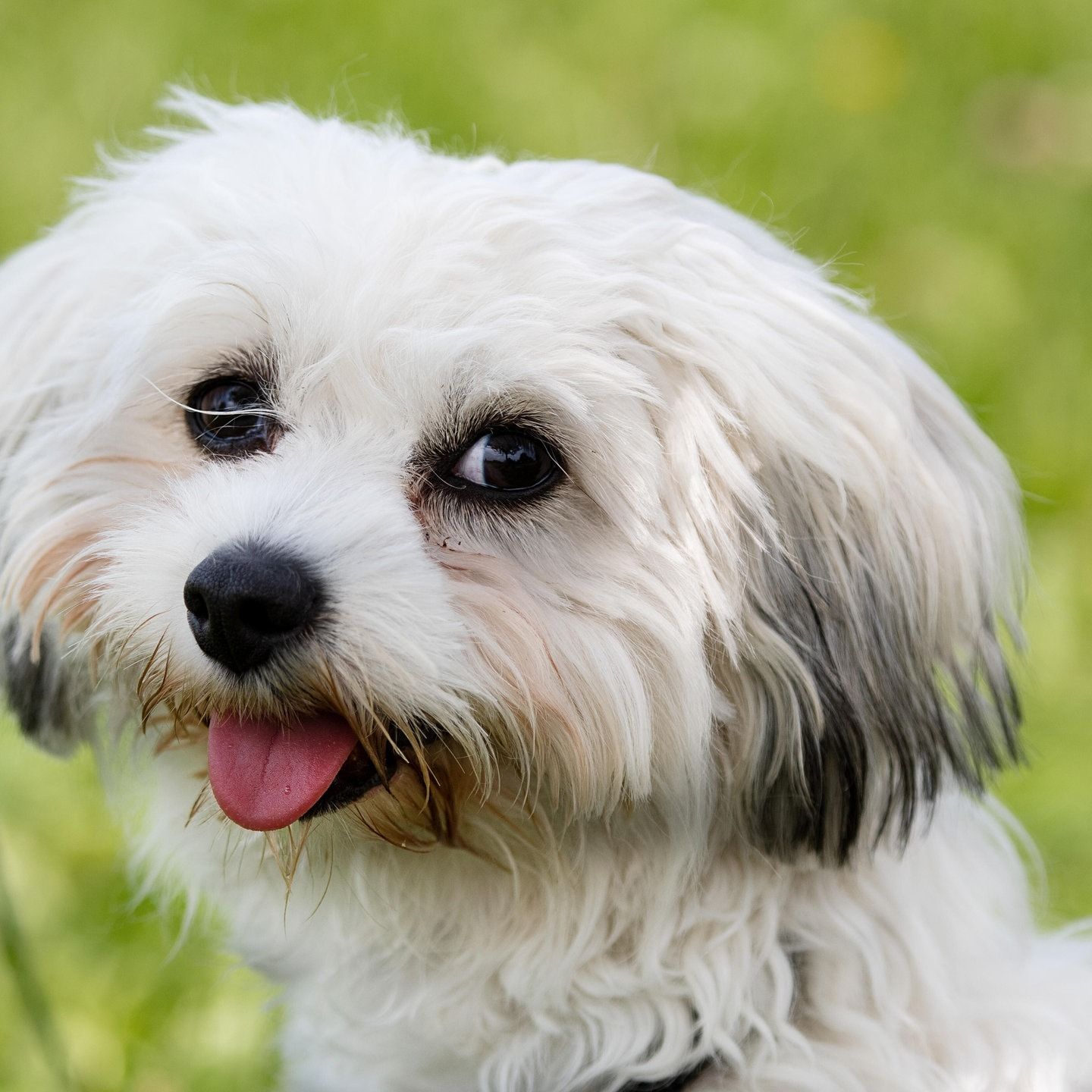 Die Tierdocs : Havaneser hat Sirenenangst