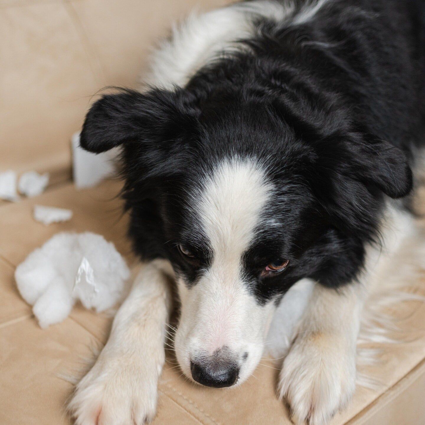 Die Tierdocs: Hund frisst Druckerpapier