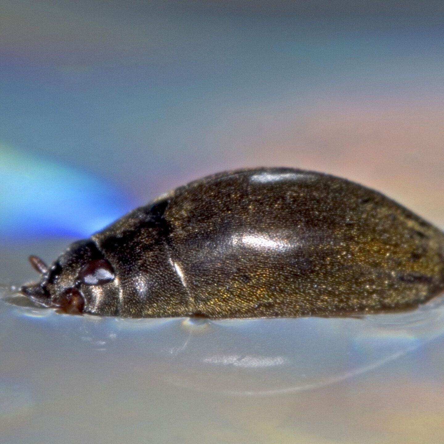 Die Tierdocs: Käfer schwimmt