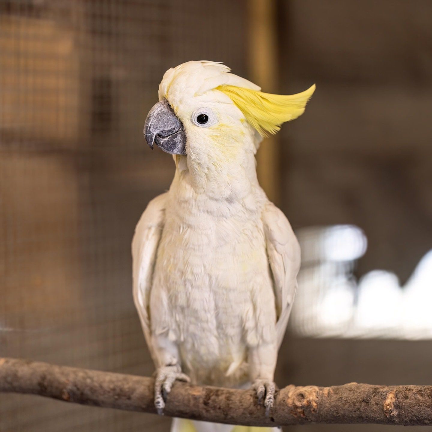 Die Tierdocs: Kakadu hört nicht