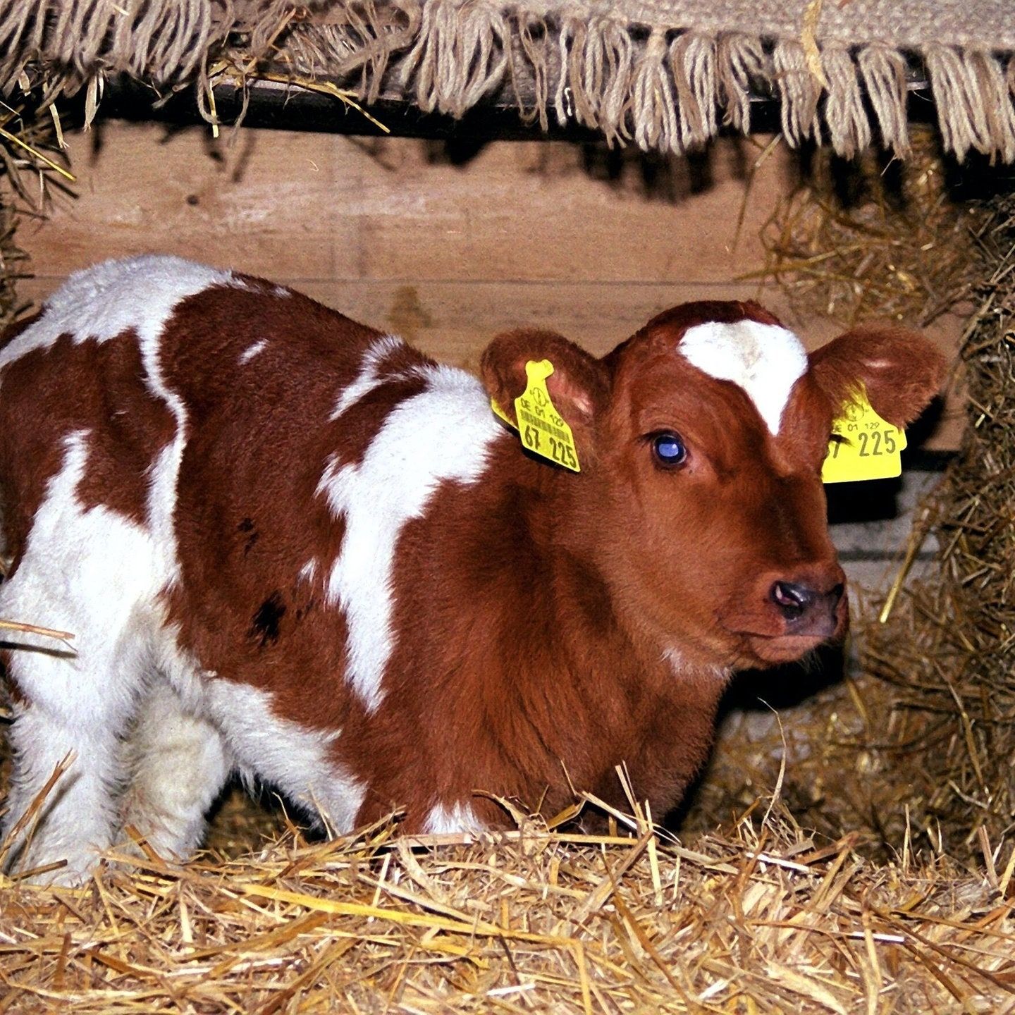 Die Tierdocs: Kalb verirrt sich ständig