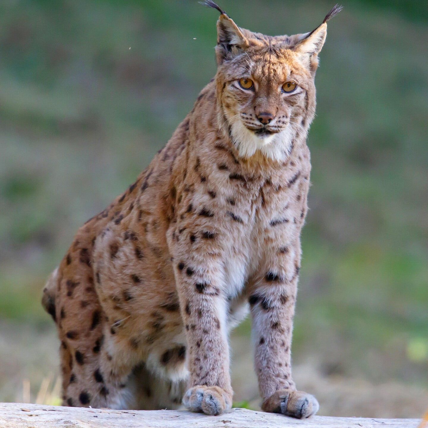 Die Tierdocs: Luchs fuchtelt herum