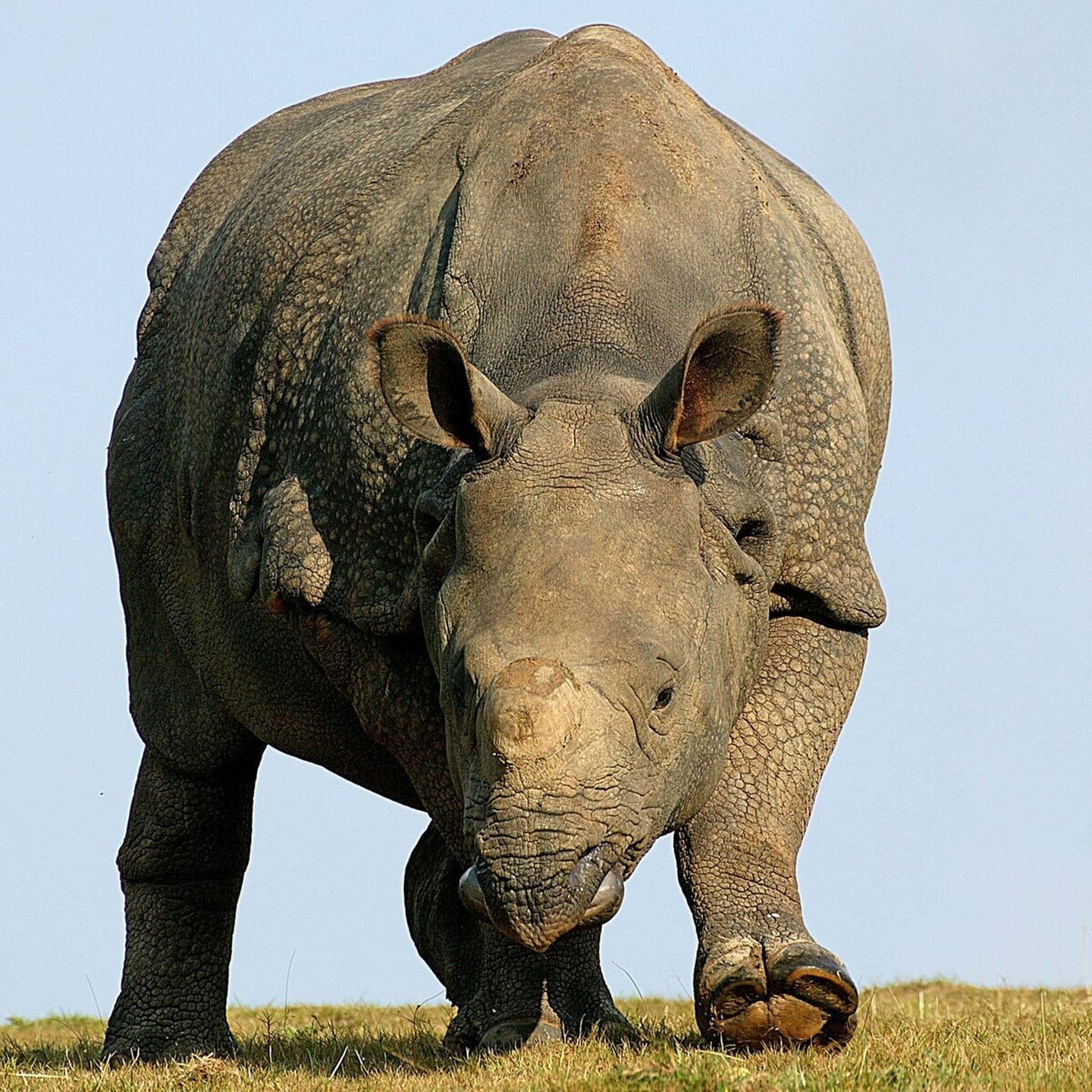 Die Tierdocs: Nashorn schwankt