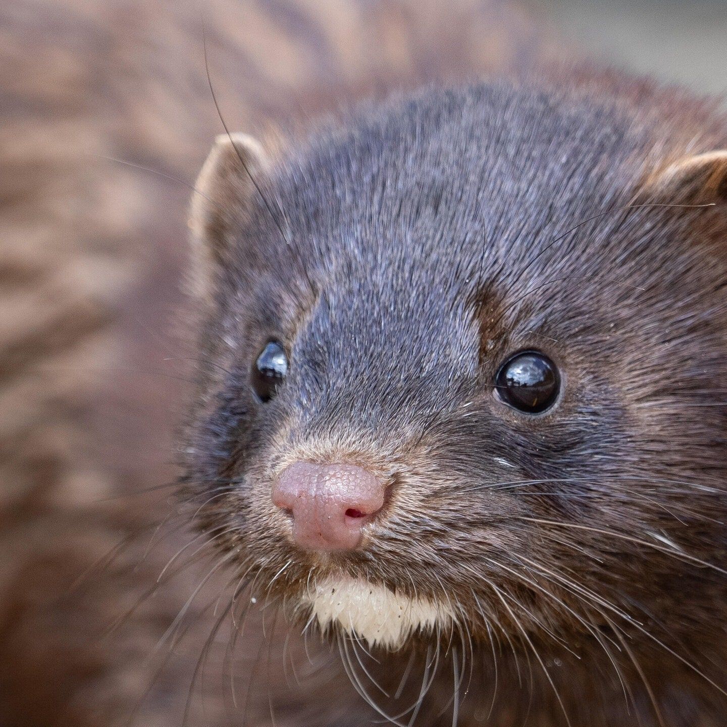 Die Tierdocs: Nerz hat komische Frisur