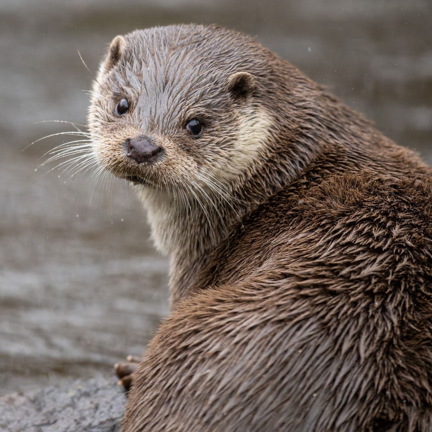 Die Tierdocs: Otter ist durchschnittlich