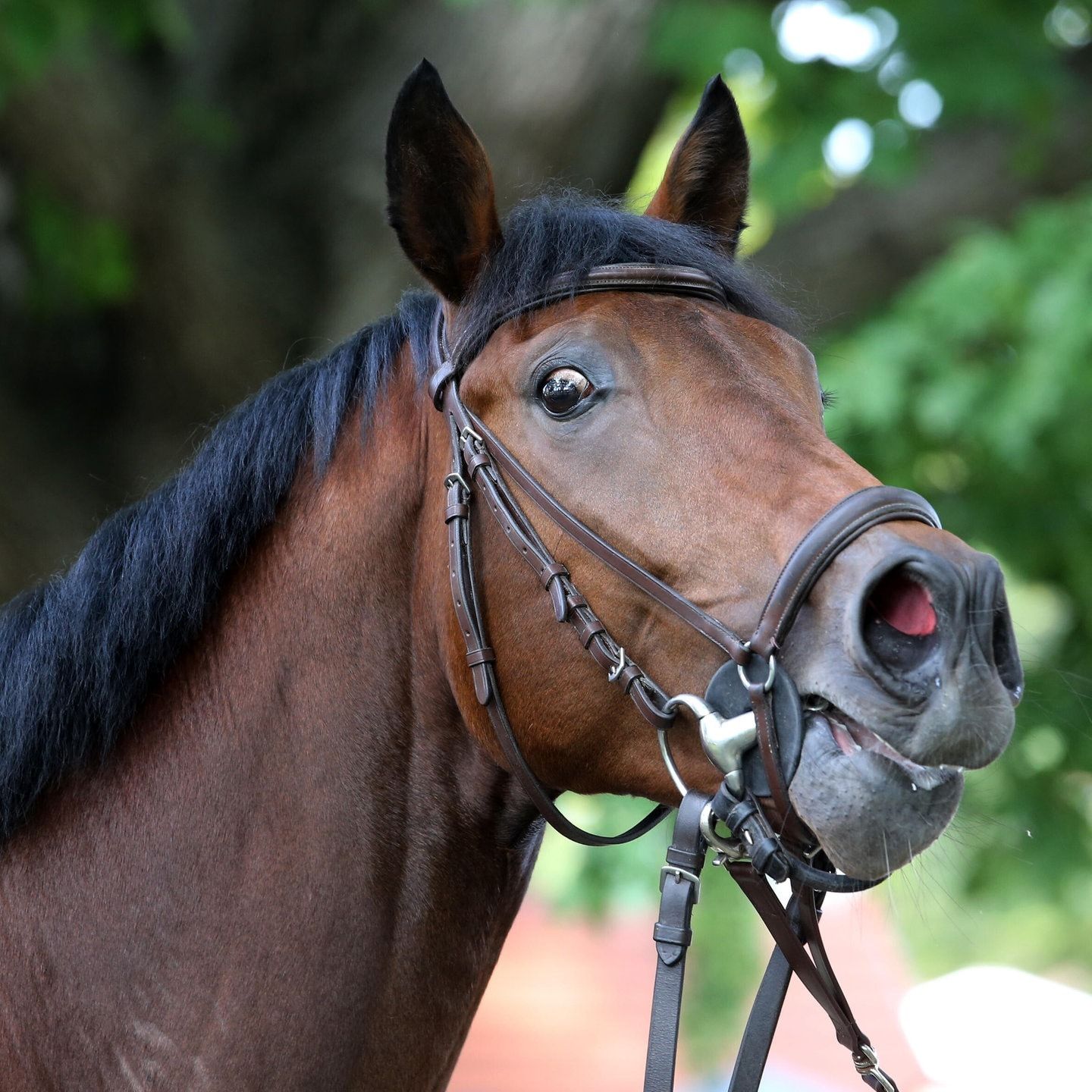 Die Tierdocs: Pferd will fliegen