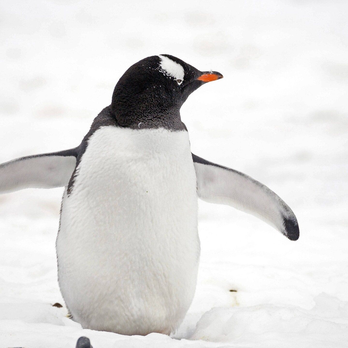 Die Tierdocs: Pinguin ist neugierig