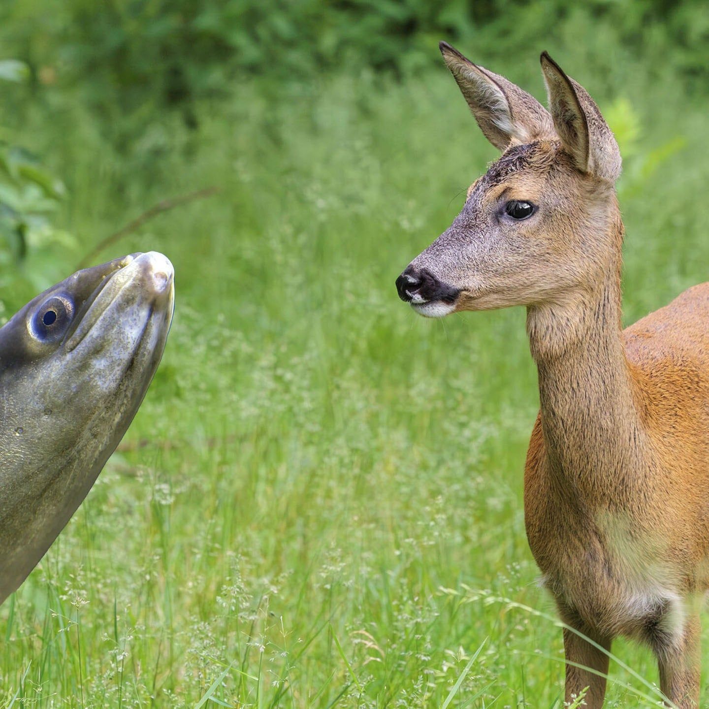 Die Tierdocs: Reh und Aal sind unzertrennlich
