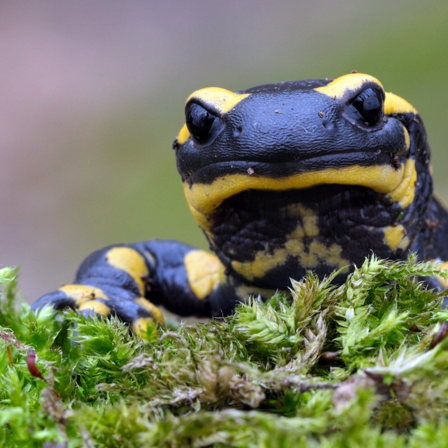 Die Tierdocs: Salamander macht Party