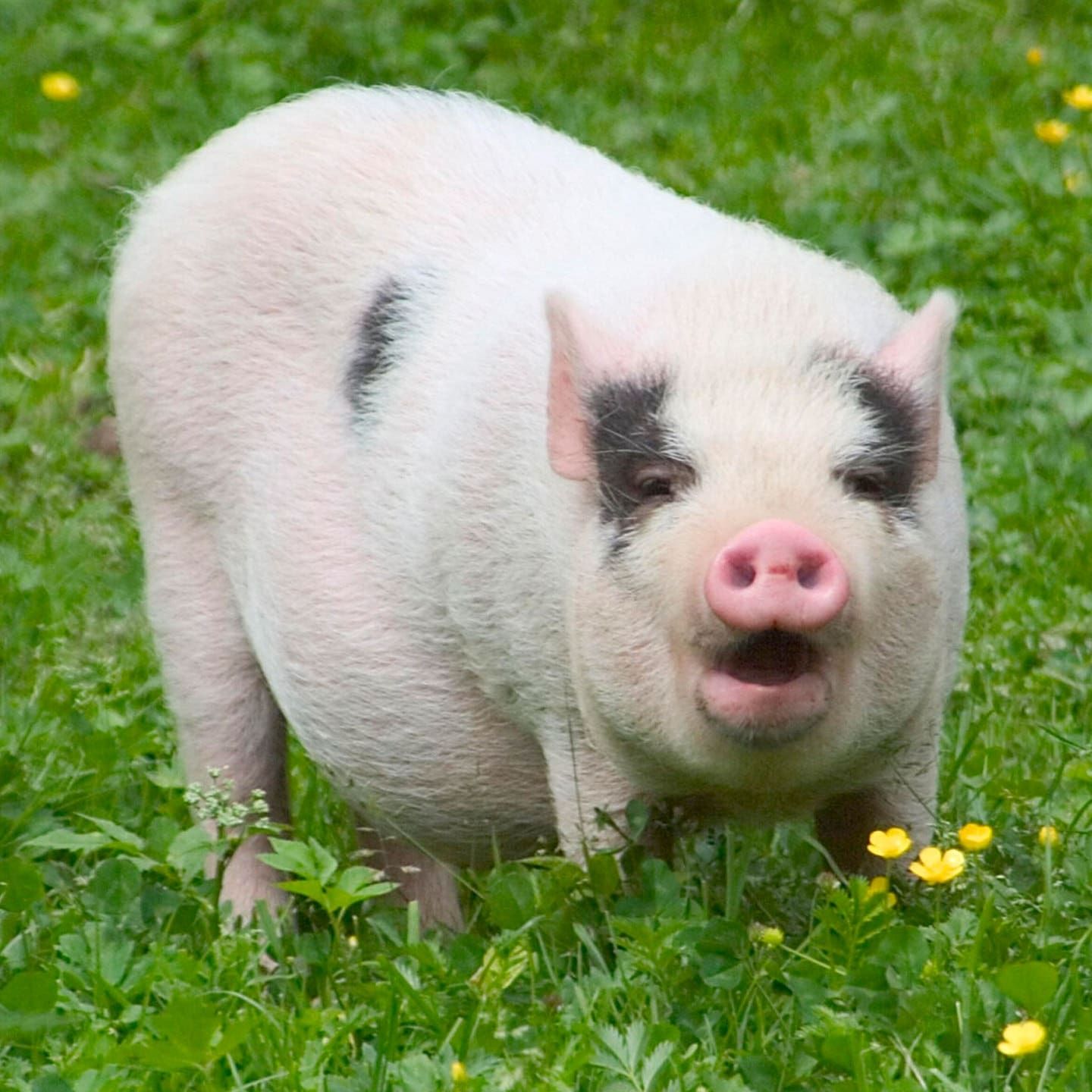 Die Tierdocs: Sau geht in Wellnesshotels