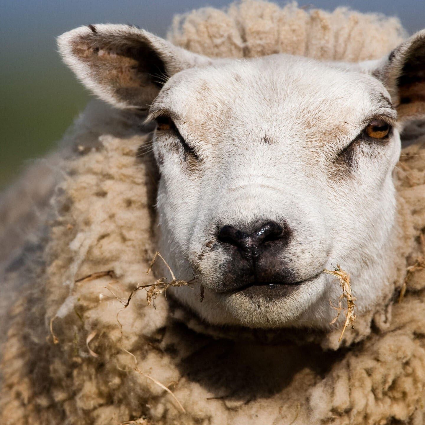 Die Tierdocs: Schaf boxt