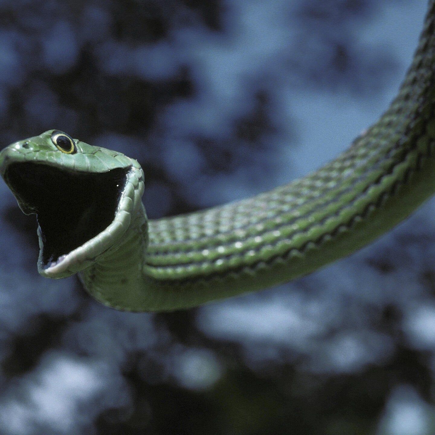 Die Tierdocs: Schlange ist übel