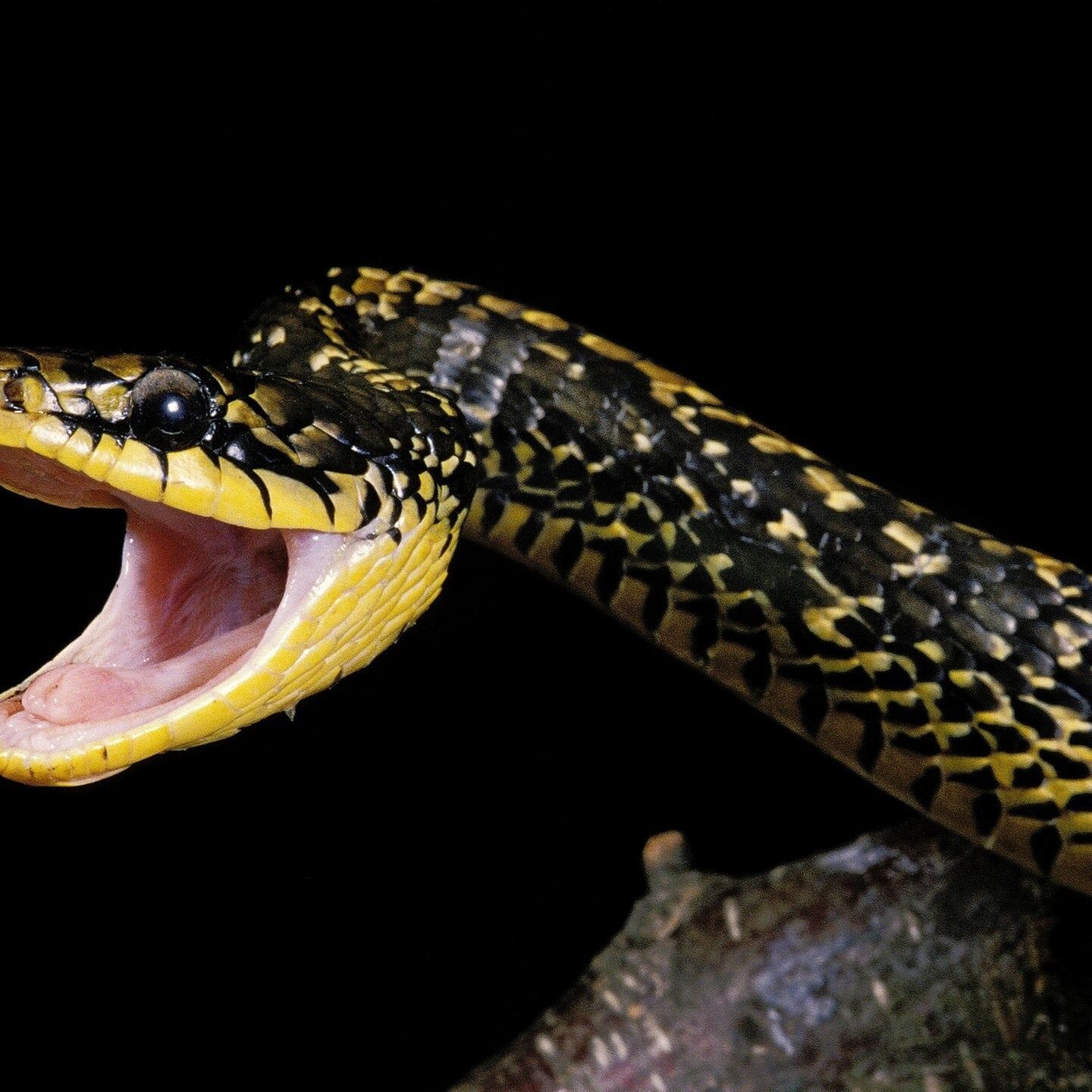 Die Tierdocs: Schlange schreit