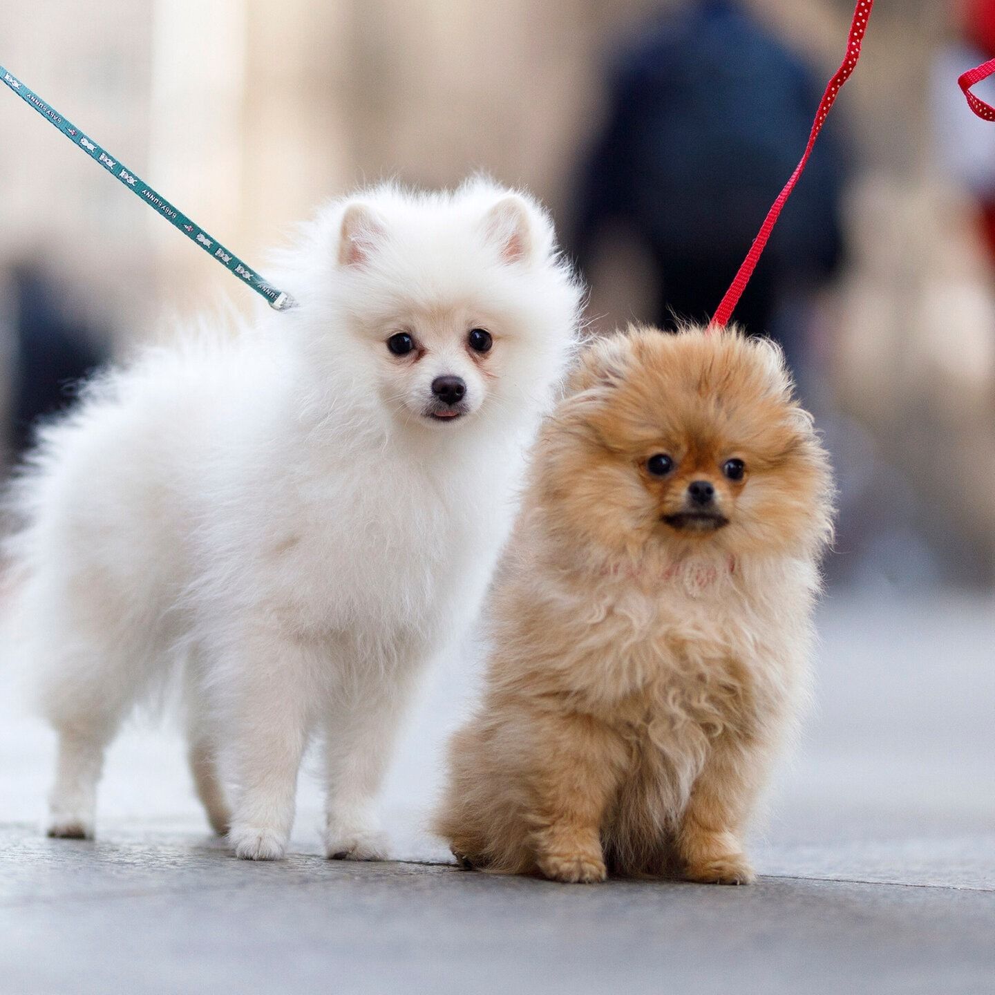 Die Tierdocs: Spitze küssen sich