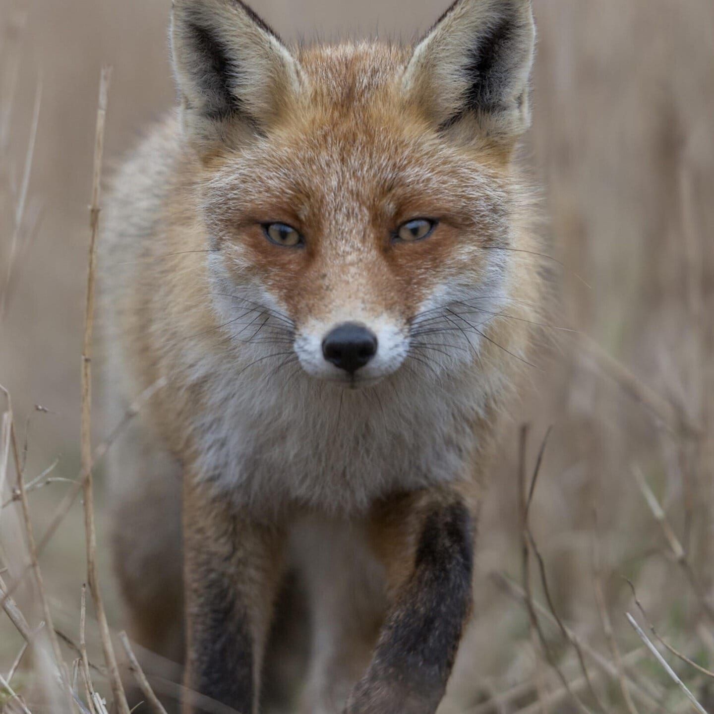 Die Tierdocs: Stiller Fuchs ohne Geld