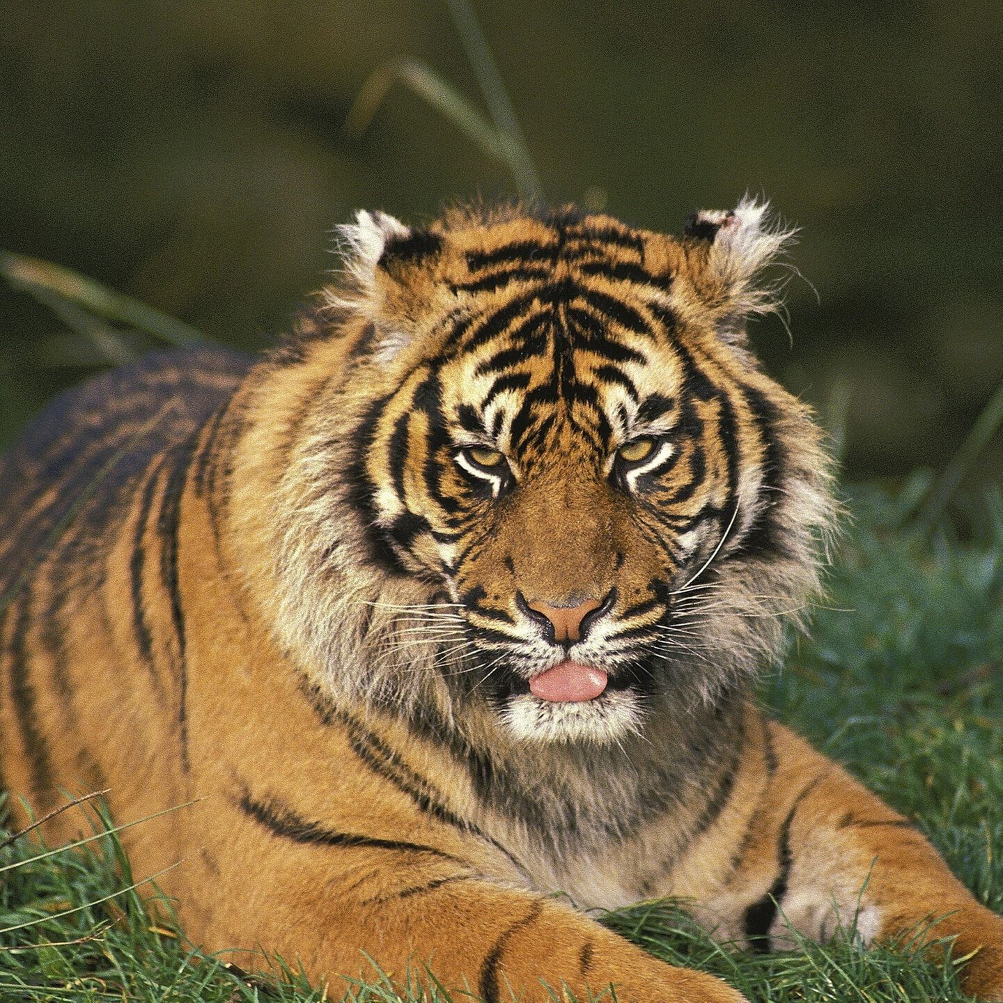 Die Tierdocs: Tiger ist nie zu Hause