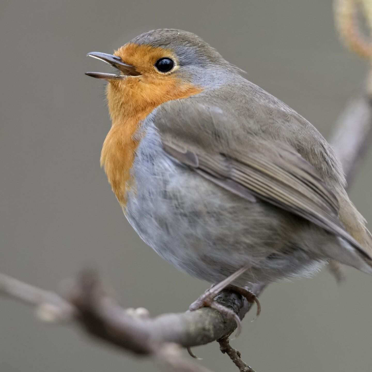 Die Tierdocs: Vogel legt sich ins Essen