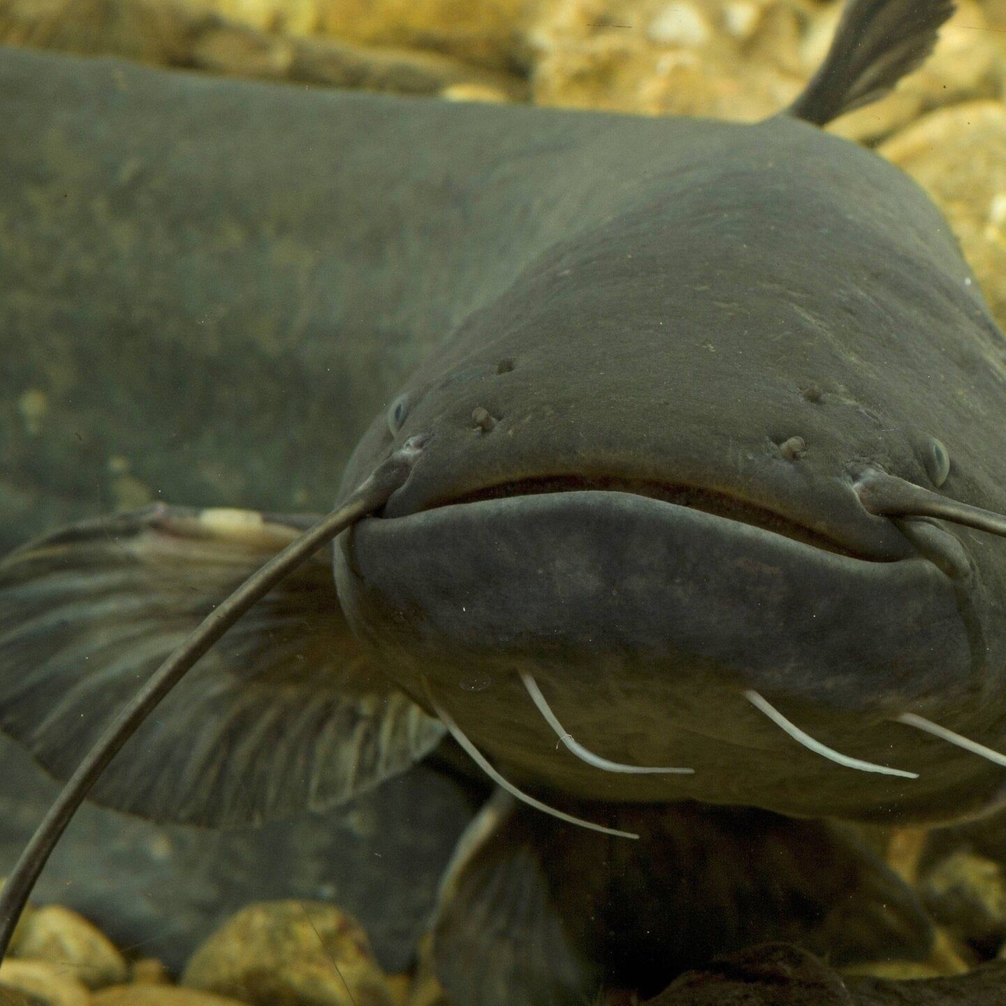 Die Tierdocs: Waller spricht undeutlich