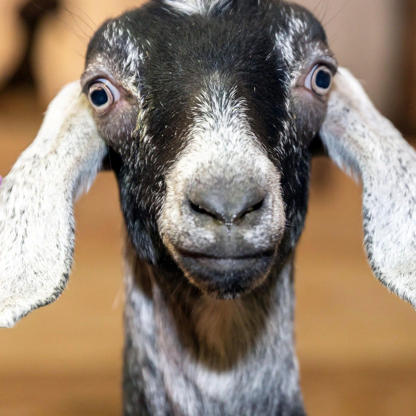Die Tierdocs: Ziege ist klein und computersüchtig