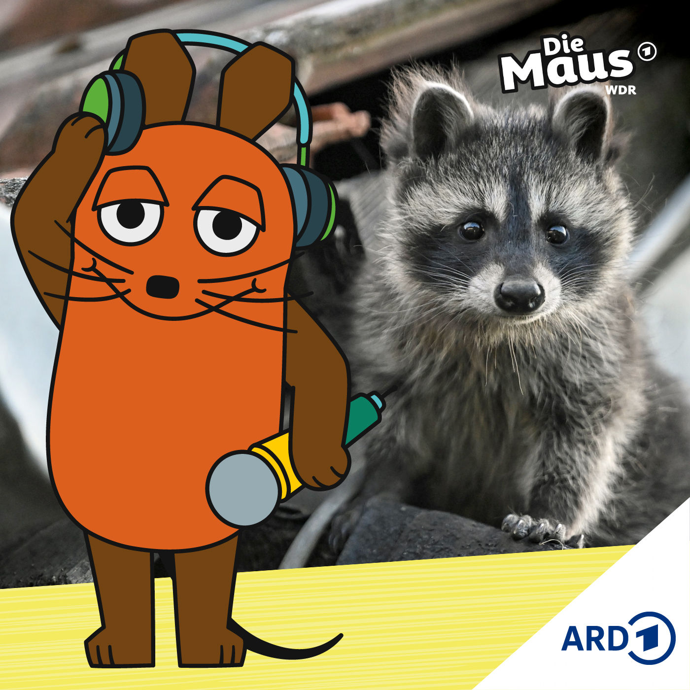 Die Waschbären-Superkraft: Neugier