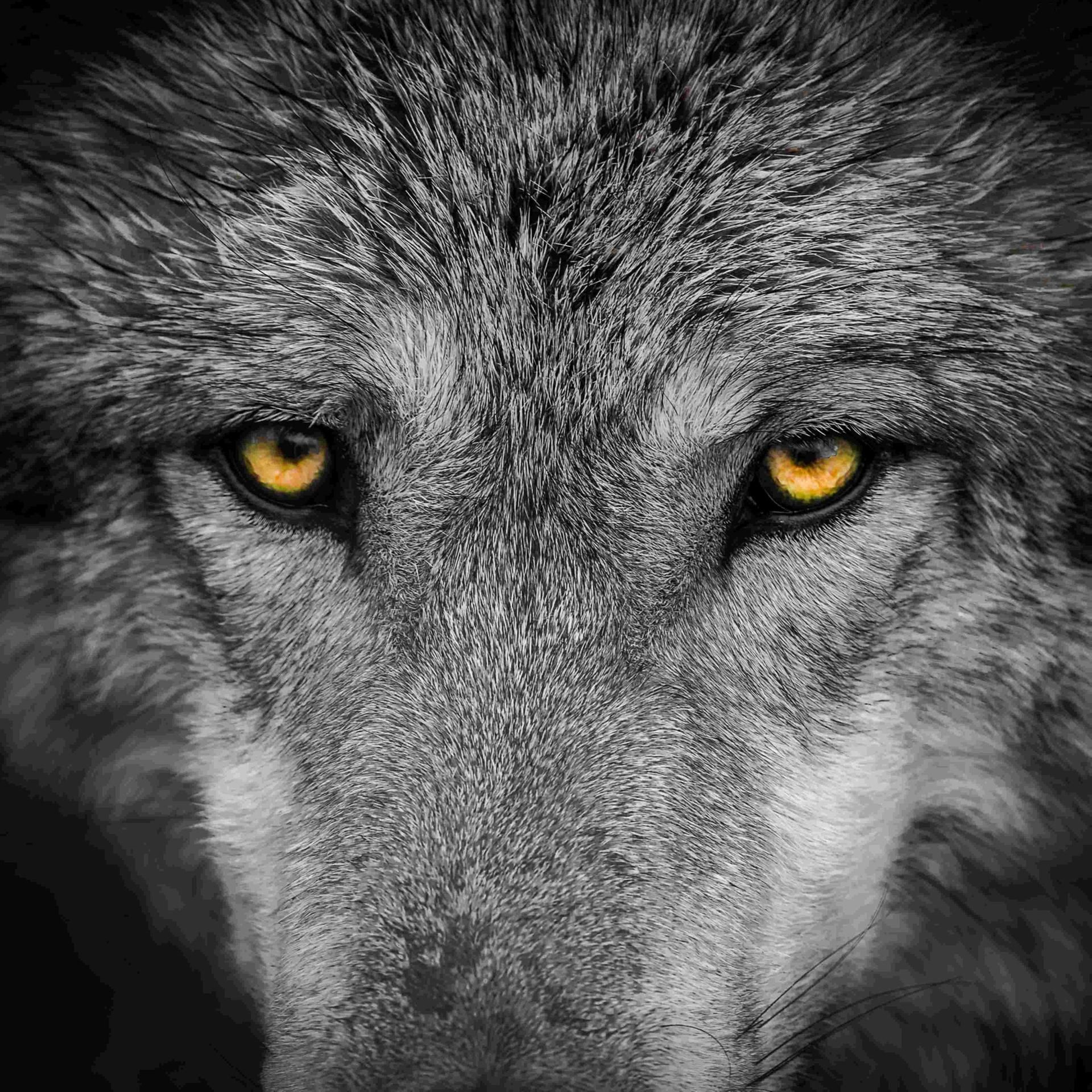 Ein Dorf schweigt - Die Wolfshaut (1/2)