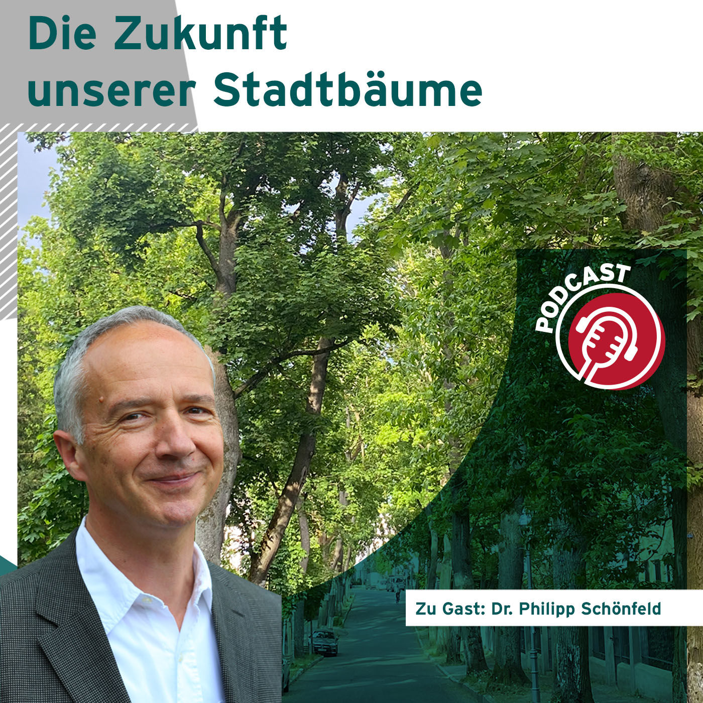 Die Zukunft unserer Stadtbäume ist in Gefahr - Handlungsempfehlungen und Planungstipps vom Spezialisten