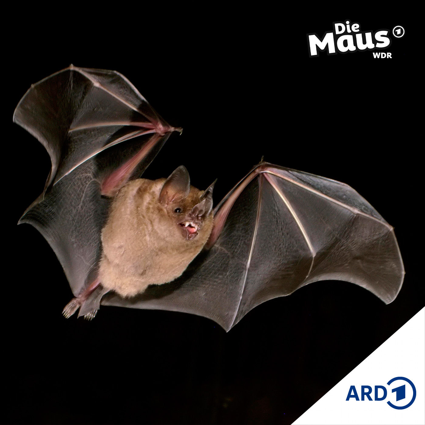 Diese Fledermäuse sind eher Flederlöwen