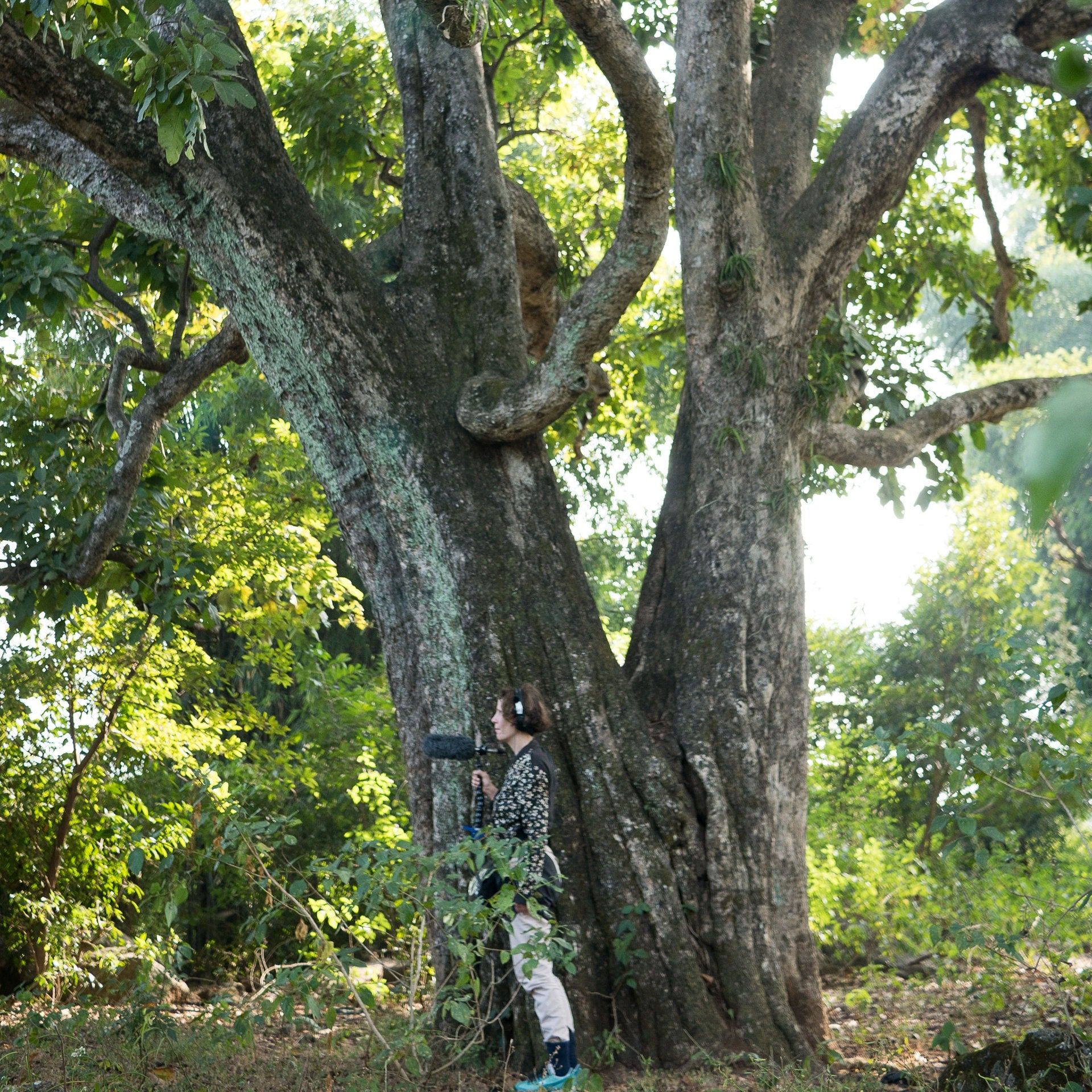 Dinah Bird: Surface Bruit